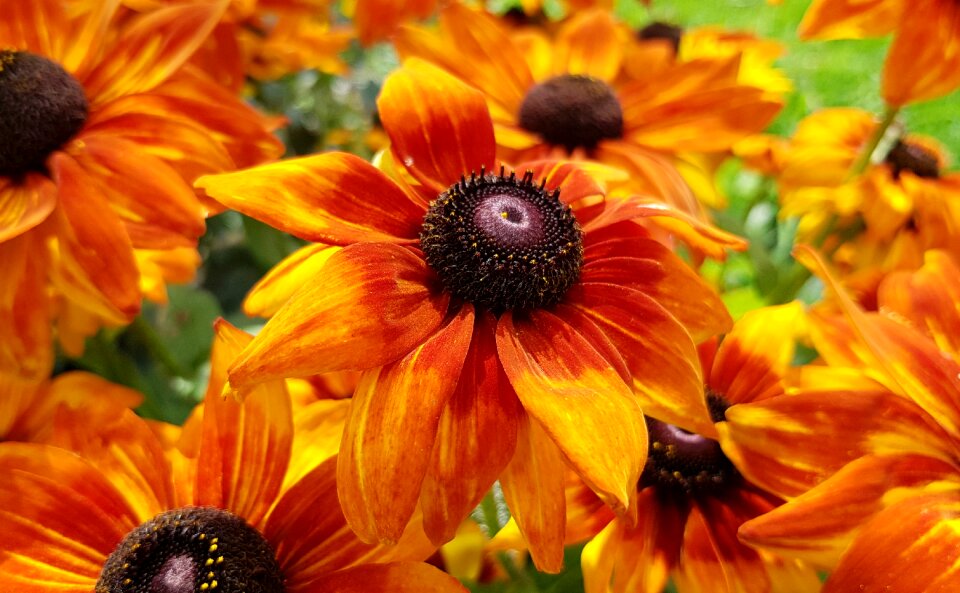 Plant nature floral