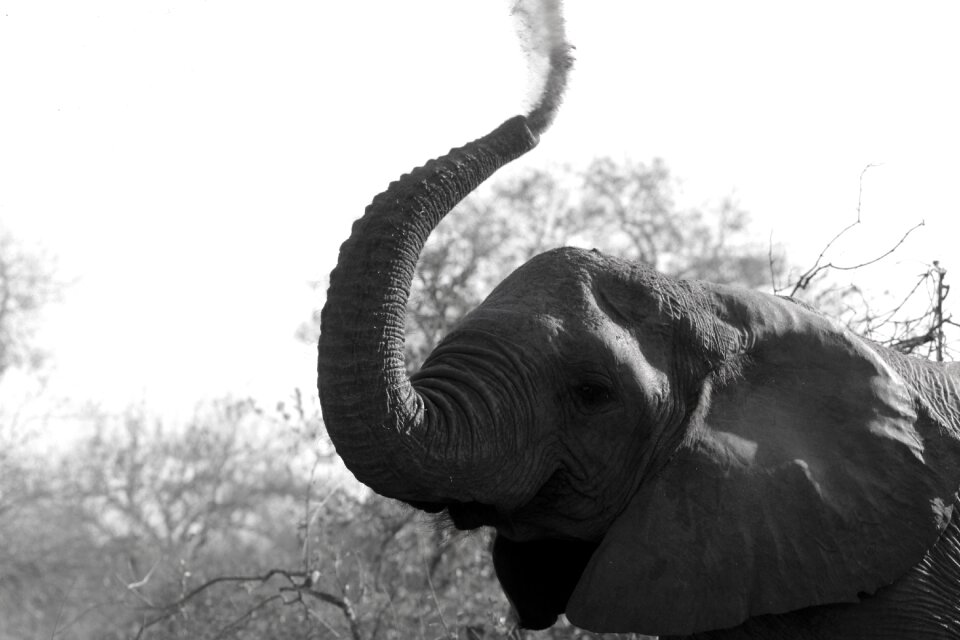 Animal nature wild