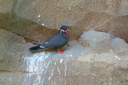 Zoo animal bird