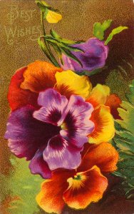Best Wishes Pansies photo