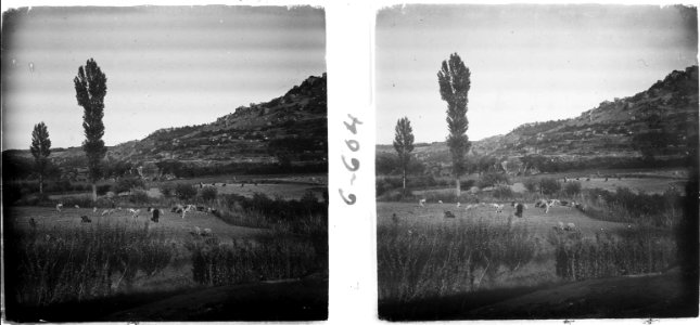 Bestiar pasturant a Prades