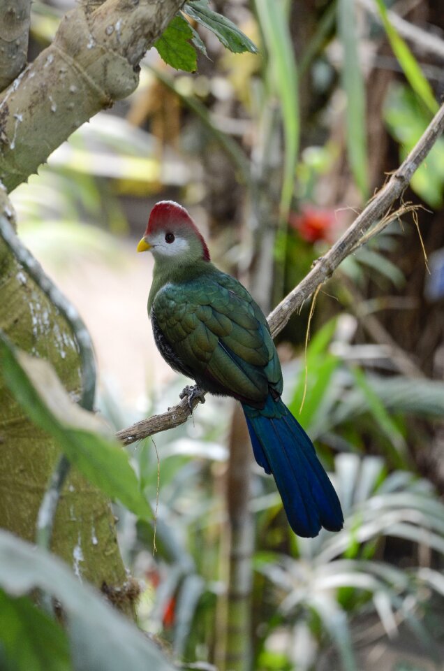 Tropical tropical bird plumage