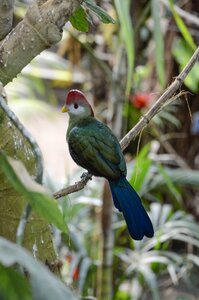 Tropical tropical bird plumage
