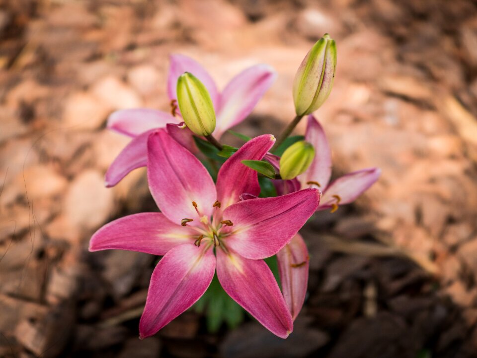 Nature flower flora