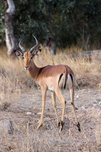 Antelope wildlife animal photo