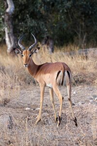 Antelope wildlife animal