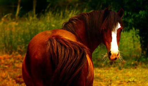Brown shetland pony mane photo