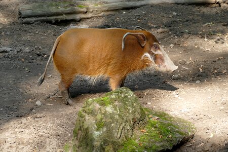 Ear zoo animal