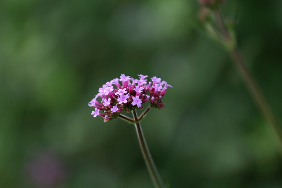 Close up purple garden photo