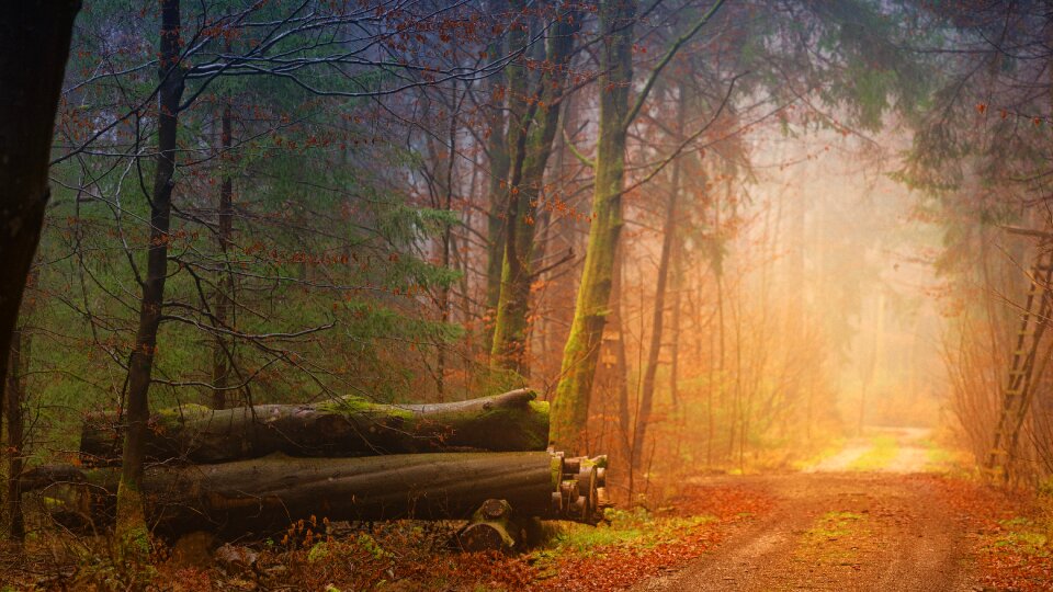 Tree trunks away forest path photo