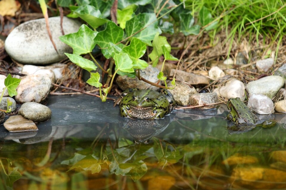 Frog pond wet nature