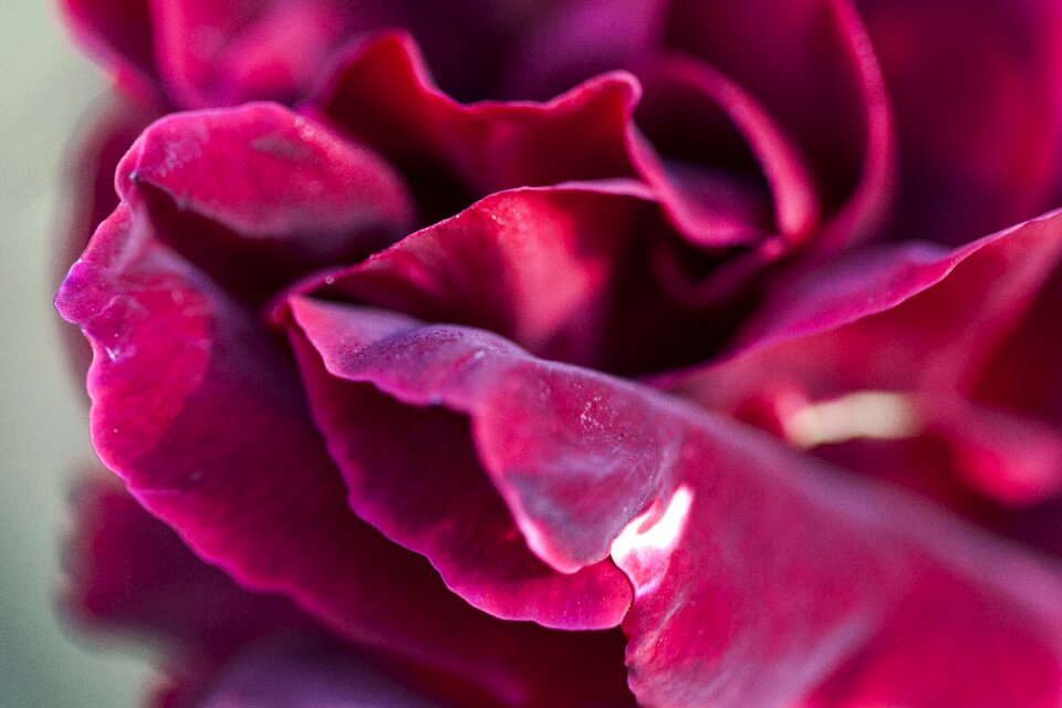 Flower plant flora