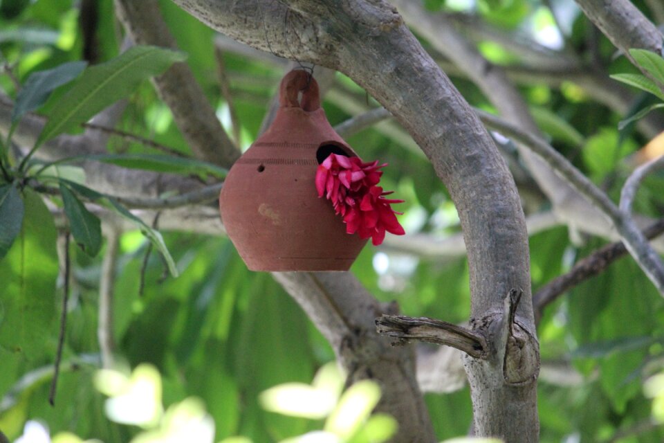 Focus red pot