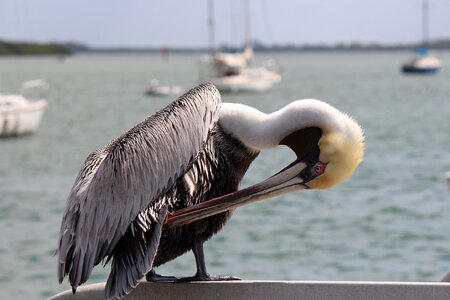 Sea wildlife pelican photo