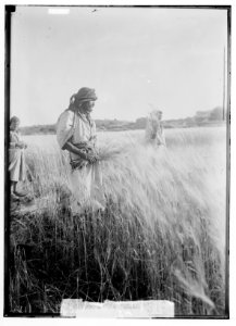 Bethlehem and surroundings. A reaper in the Fields of Boaz. A typical picturesque subject LOC matpc.02613