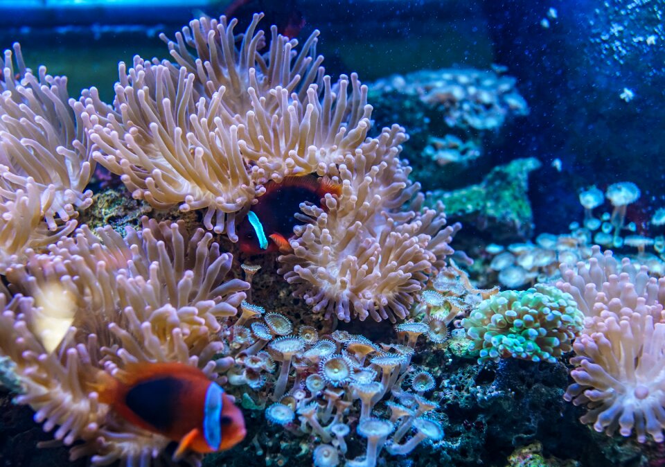 Ocean fish tropical