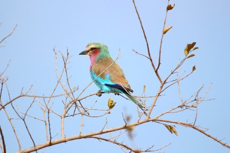 Bird-photography birdwatching lilac-breasted