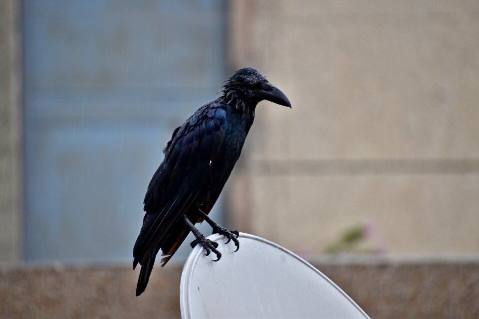 Drenched perching corvus corax photo