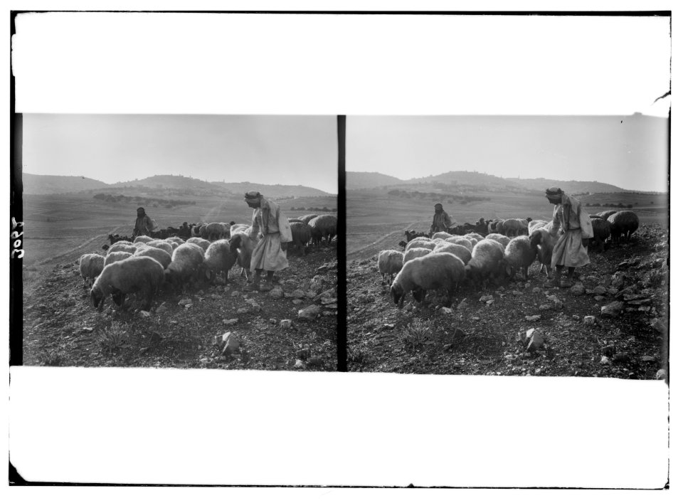 Bethlehem and surroundings. Flocks on the Shepherds' Fields. Evening scene with Bethlehem in the distance LOC matpc.02611