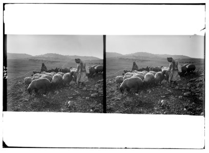 Bethlehem and surroundings. Flocks on the Shepherds' Fields. Evening scene with Bethlehem in the distance LOC matpc.02611