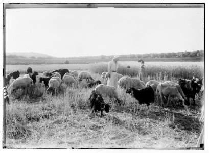 Bethlehem and surroundings. Flocks in the Field of Boaz. Sheep in harvested fields. Standing grain in background LOC matpc.02612