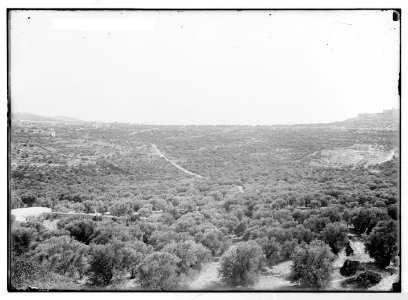 Bethlehem and surroundings. Forest of olive trees LOC matpc.05486