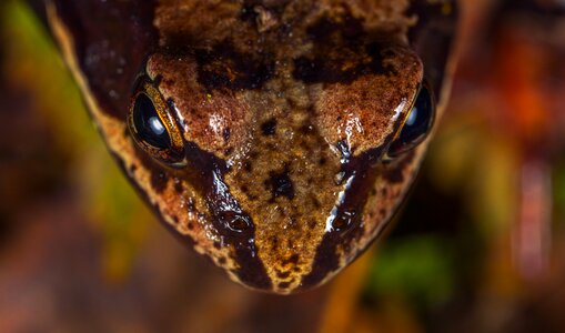 Amphibian macro eyes