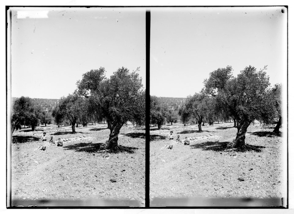 Bethlehem and surroundings. Olive groves near Bethlehem LOC matpc.05105