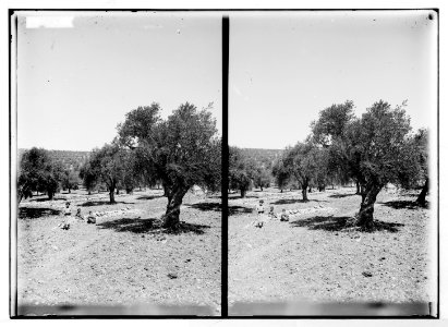 Bethlehem and surroundings. Olive groves near Bethlehem LOC matpc.05105