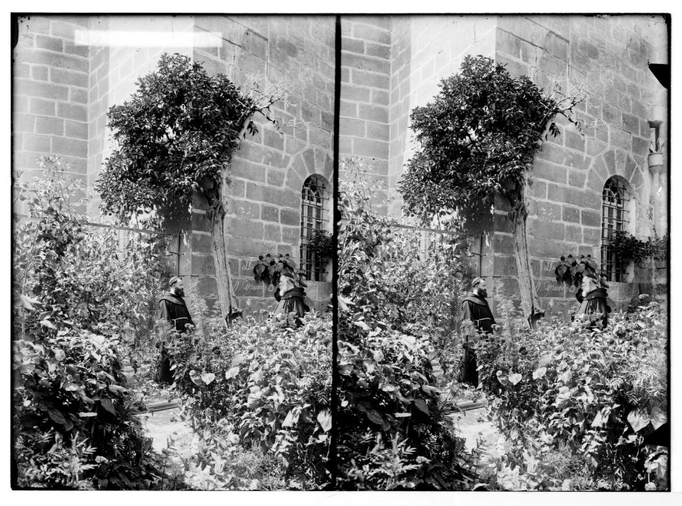 Bethlehem and surroundings. St. Jerome's Tree LOC matpc.05494