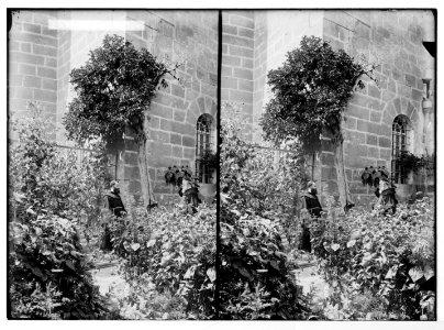 Bethlehem and surroundings. St. Jerome's Tree LOC matpc.05494