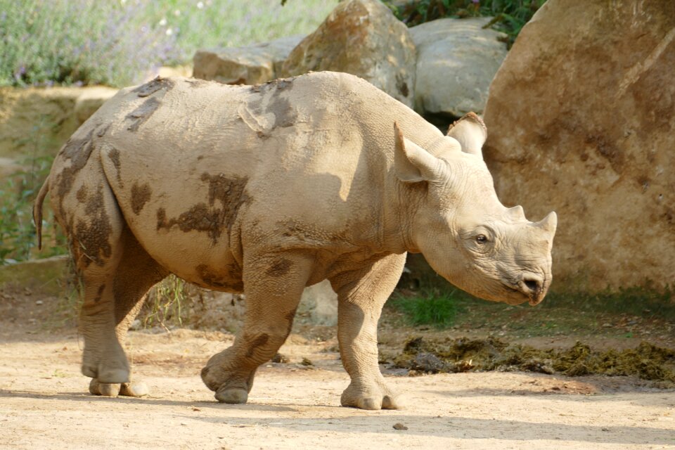 Animal young animal pachyderm