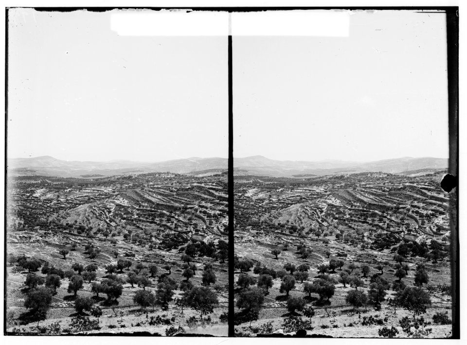Bethlehem and surroundings. Vineyards and olive groves near Bethlehem LOC matpc.00969
