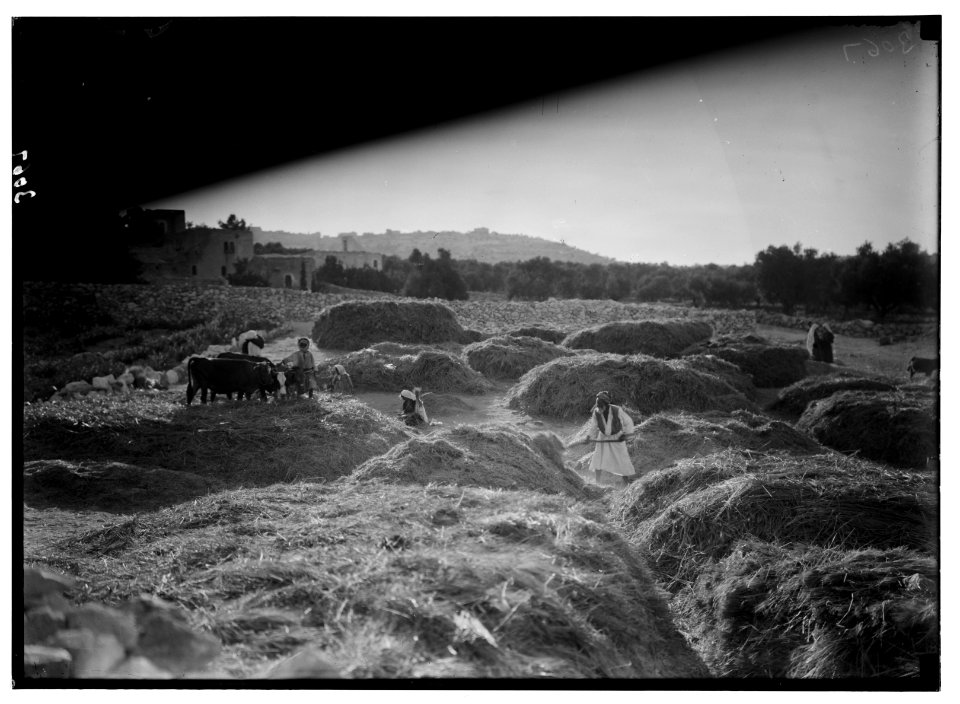Bethlehem and surroundings. Winnowing near Bethlehem. Depicting the story of Ruth and Boaz LOC matpc.02615