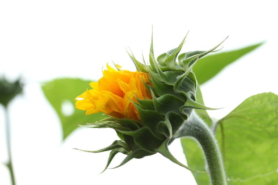 Flourished nature yellow