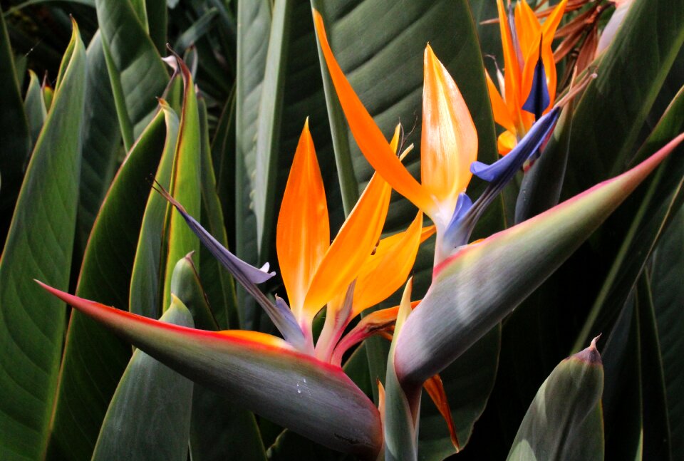 Summer handsomely plant