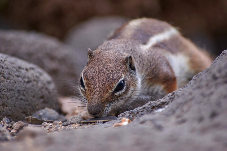 Small rodent gophers