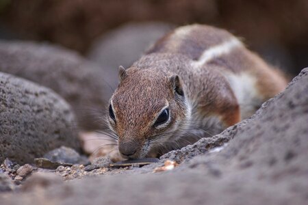 Small rodent gophers