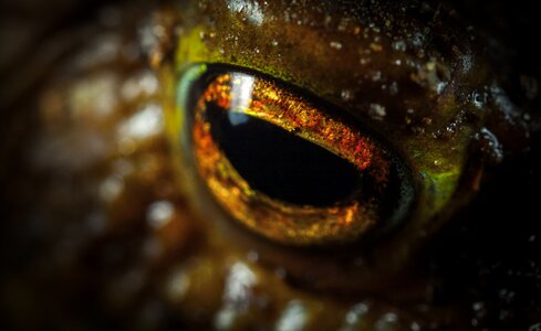 Eye frog amphibian