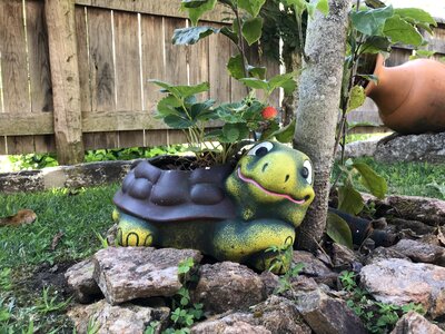 Landscape turtle garden