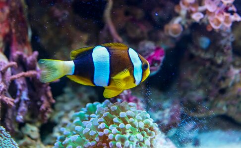 Fish tropical reef photo