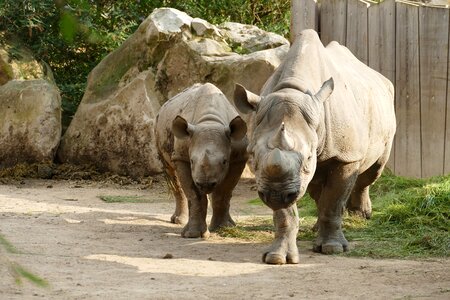 Horn zoo animal