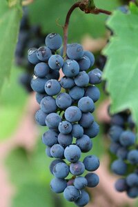Berries fruit juice