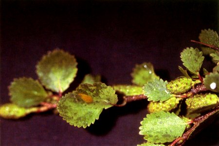 Betula glandulosa NRCS-1