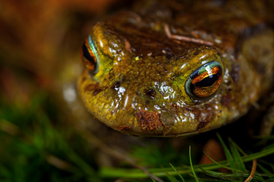 Amphibian macro portrait