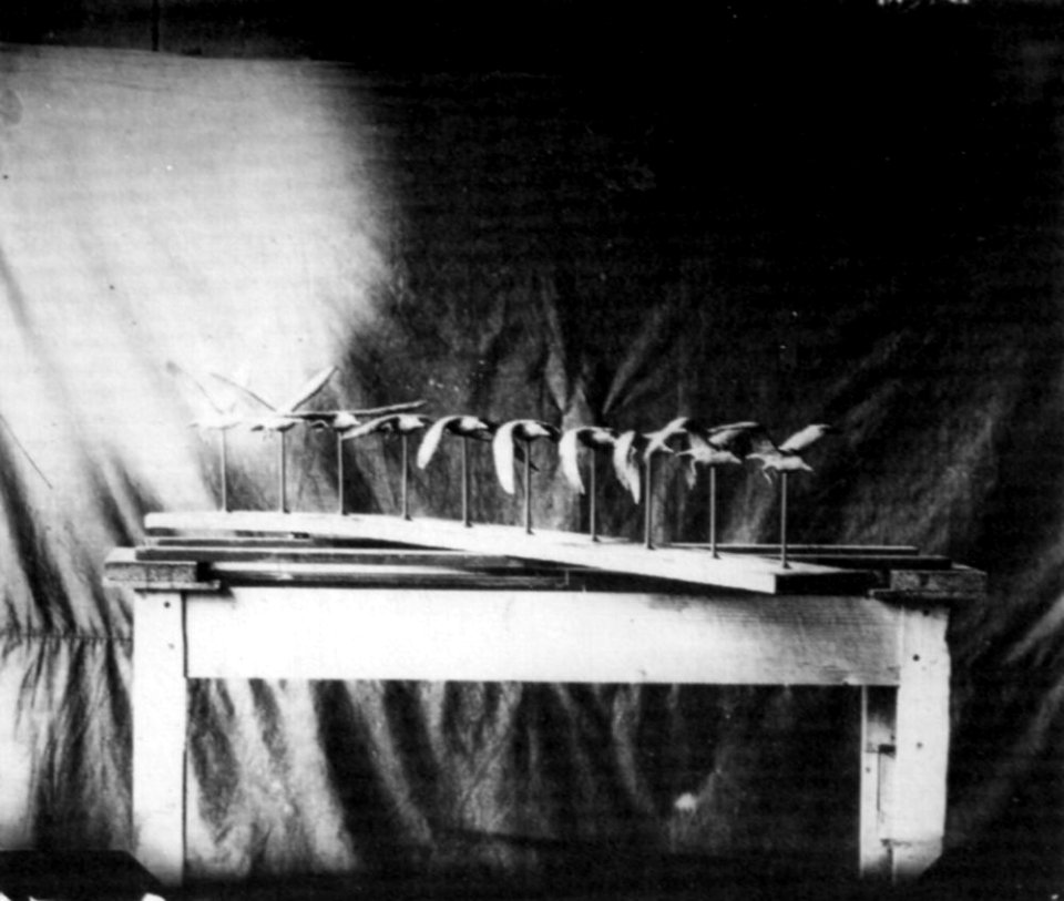 Bewegungsphasen einer Seemöve im Flug 1887