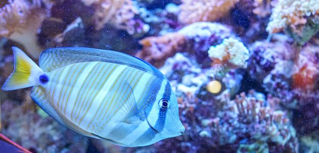 Coral sea blue fish