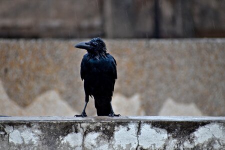 Drenched perching corvus corax