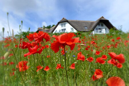 Summer field usedom