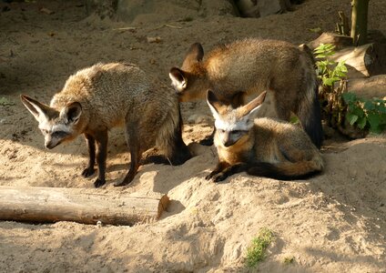 Desert sand zoo
